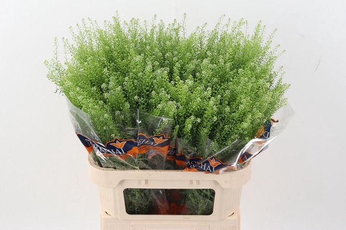 <h4>Lep Ru Green Bell 35 gram</h4>