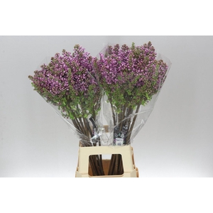 Syringa V Dark Koster Ex