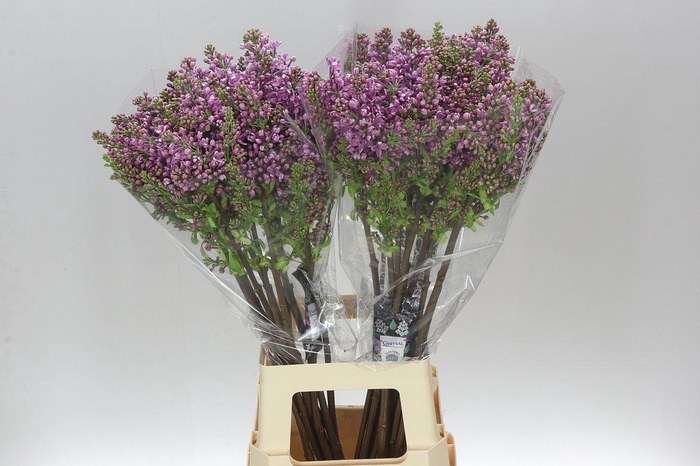 <h4>Syringa V Dark Koster Ex</h4>