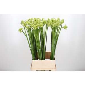 Ornithogalum Saundersiae