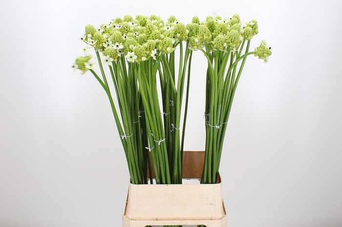 <h4>Ornithogalum Saundersiae</h4>