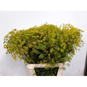 Anethum Graveolens