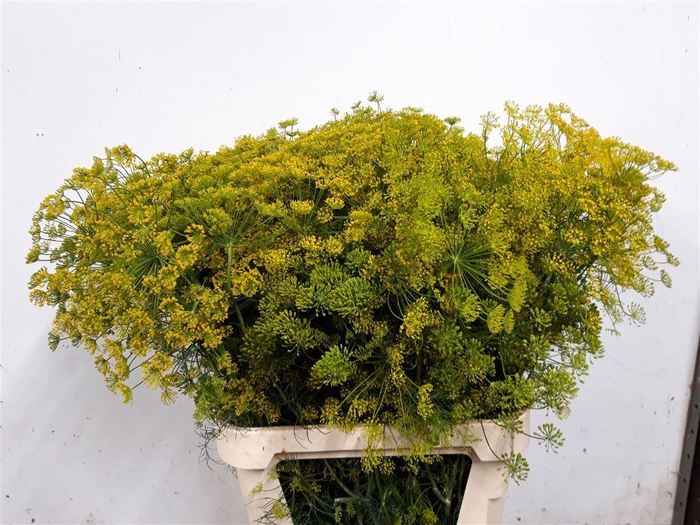 <h4>Anethum Graveolens</h4>