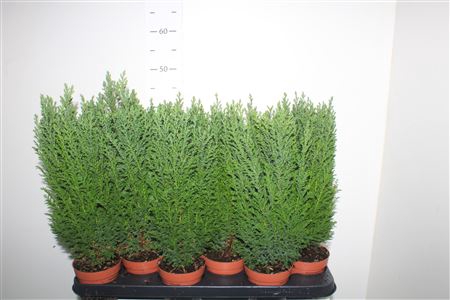 <h4>Cham L Ellwoodii</h4>