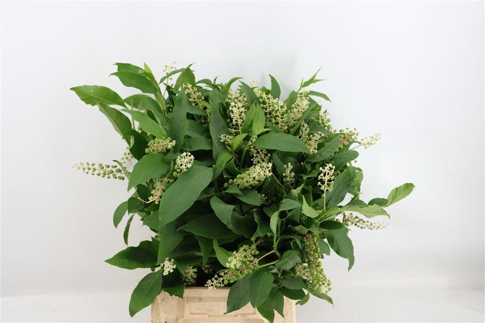 <h4>Carbouzijn Berry P Bunch</h4>
