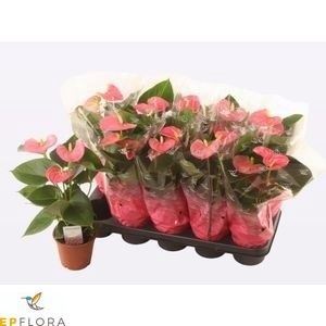 <h4>ANTHU AN ARISA PINK</h4>
