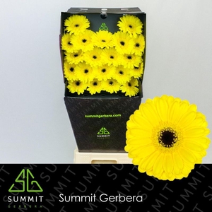 Germini Pacman Diamond per kaart