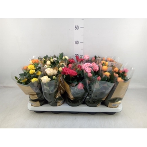 Rosa  'Kordana Grande'   ...mix