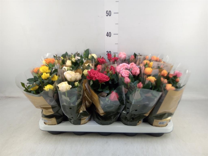 <h4>Rosa  'Kordana Grande'   ...mix</h4>