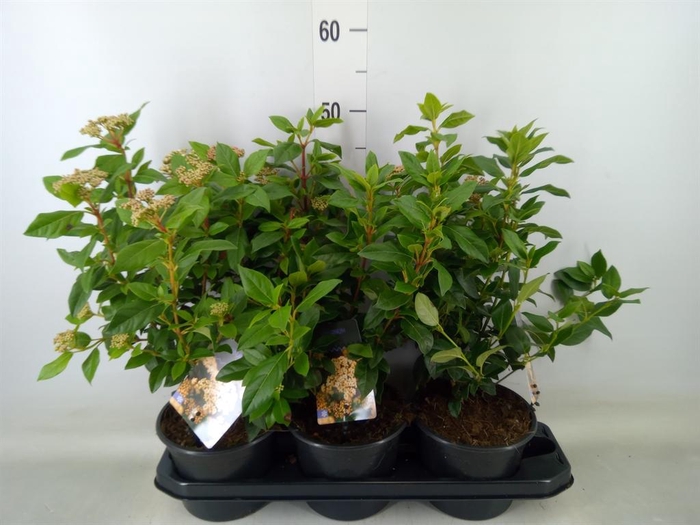 <h4>Viburnum tinus</h4>