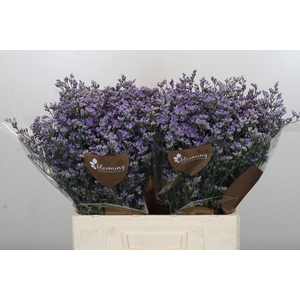 Limonium Utah Blue