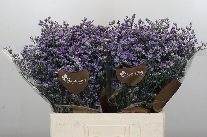 <h4>Limonium Utah Blue</h4>