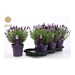 Lavandula St. Anouk(r) C