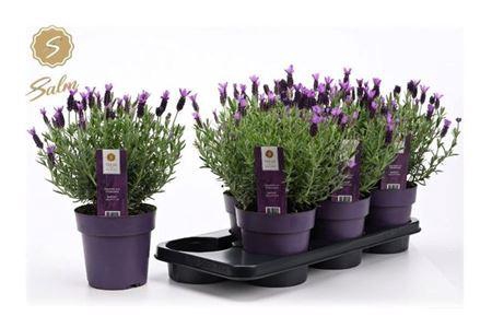 <h4>Lavandula St. Anouk(r) C</h4>