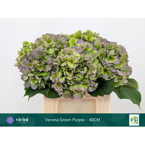 Verena Green Purple - 40CM