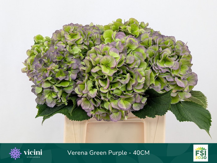 <h4>Verena Green Purple - 40CM</h4>