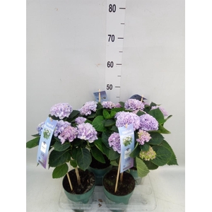 Hydrangea mac. 'Magical Revolution'