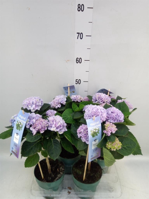 <h4>Hydrangea mac. 'Magical Revolution'</h4>