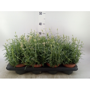 Lavandula angus. 'Ellagance Ice'