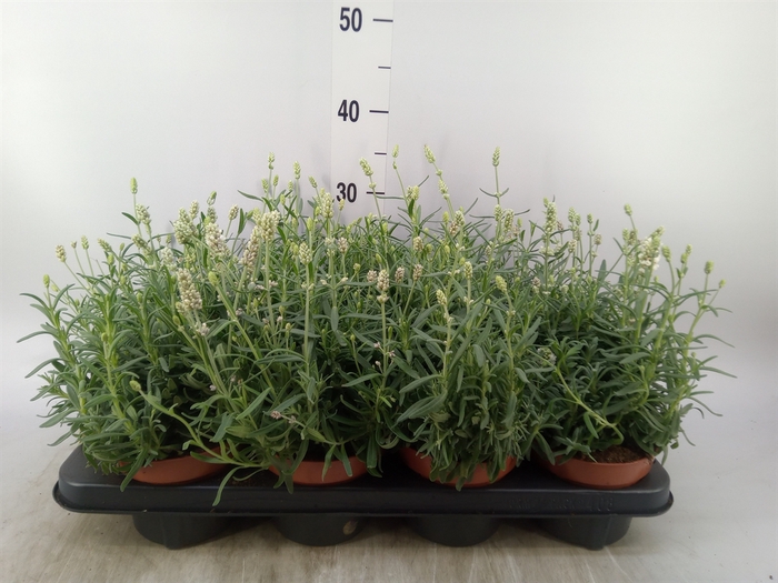 <h4>Lavandula angus. 'Ellagance Ice'</h4>