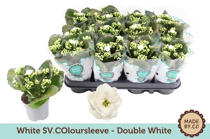 <h4>Kalan Gev Wit</h4>