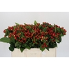 Hypericum Magical Triumph