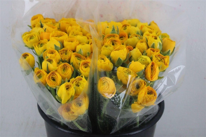 <h4>Ran Elegance Yellow</h4>