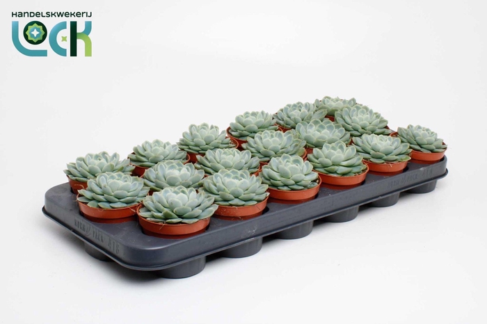 <h4>Echeveria Elegans</h4>