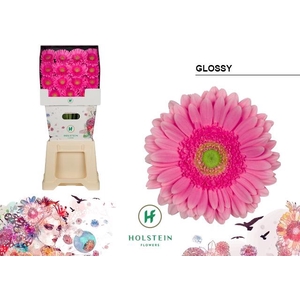 Gerbera Glossy Diamond