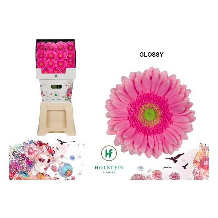 <h4>Ge Gr Glossy</h4>