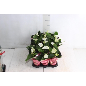 ANTHURIUM BRANCO P06