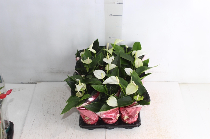ANTHURIUM BRANCO P06