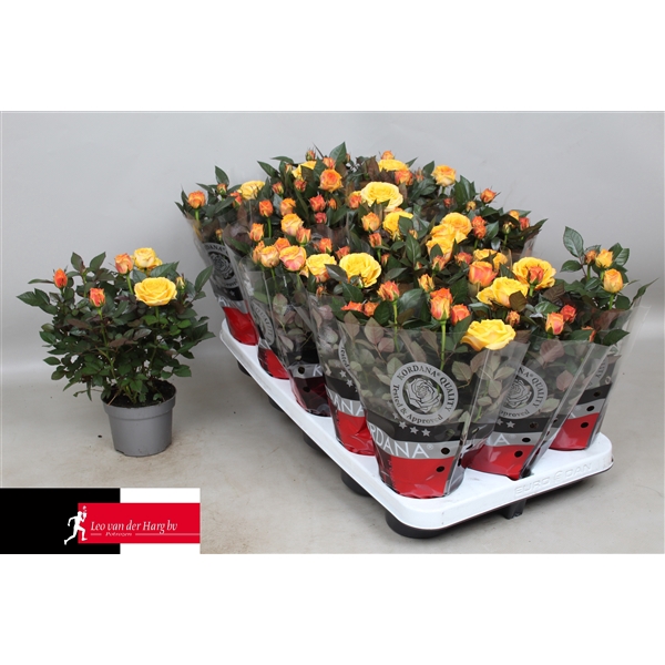 <h4>Rosa Kordana Grande Sunstar</h4>