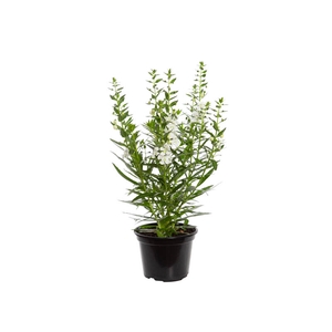 ANGELONIA P14 BRANCO