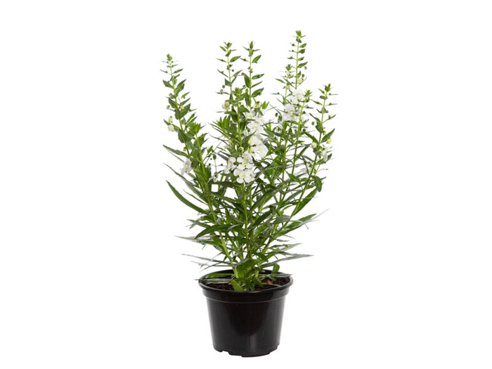 ANGELONIA P14 BRANCO