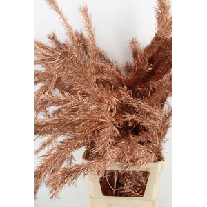 Pinus Alaska per stem 130cm Copper