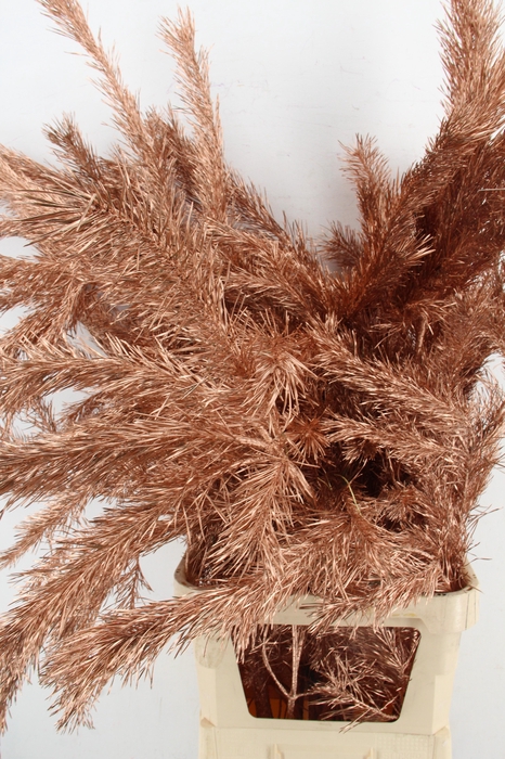 <h4>Pinus Alaska per stem 130cm Copper</h4>