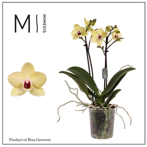 Phalaenopsis 108096 2 spike – 9cm | Mimesis