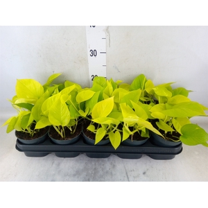 Epipremnum pinn. 'Golden Pothos'