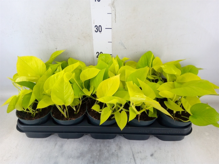 <h4>Epipremnum pinn. 'Golden Pothos'</h4>