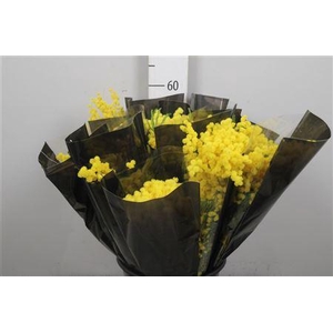 Acacia Mirandol Per Bunch 150 Gram