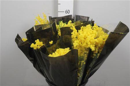 <h4>Acacia Mirandol Per Bunch 150 Gram</h4>