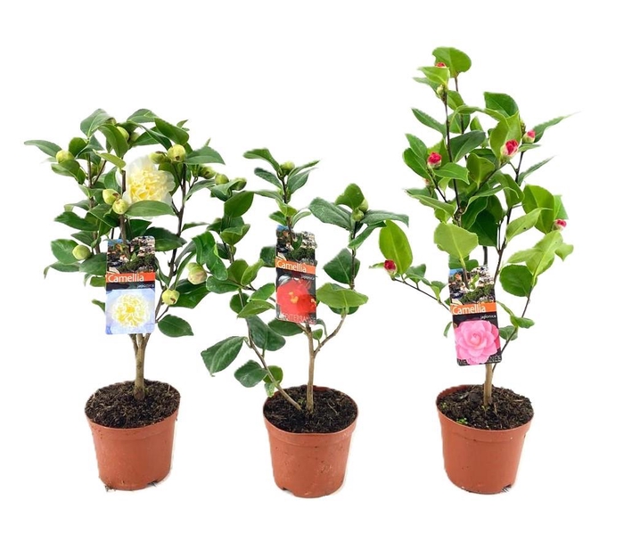 <h4>Camellia japonica</h4>