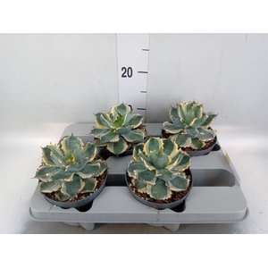 Agave potatorum