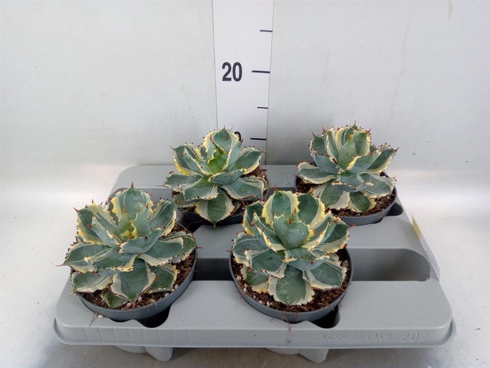 <h4>Agave potatorum</h4>