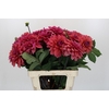 Dahlia American Dawn