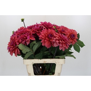 Dahlia American Dawn