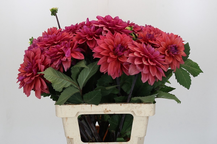 Dahlia American Dawn