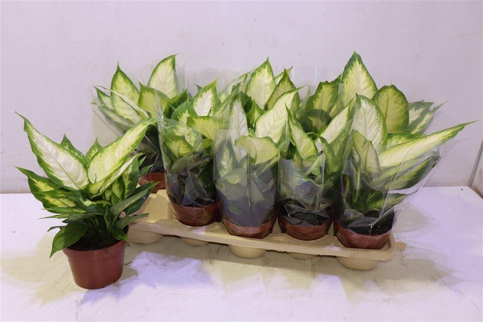 <h4>arr8 Dieff Camilla</h4>