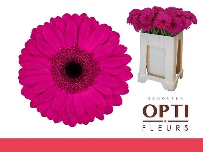 <h4>Gerbera Bon Dia Water</h4>